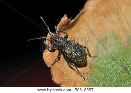 Black Vine Weevil