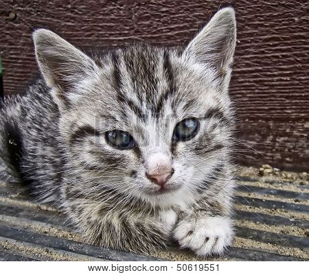 Gray Striped Kitten
