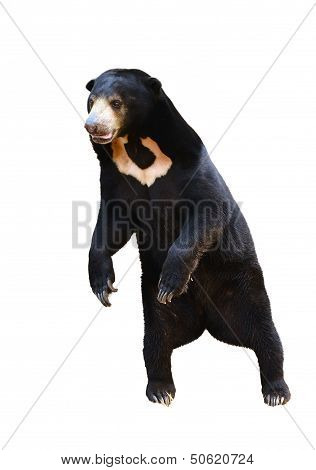 Malayan Sunbear Standing Isolated