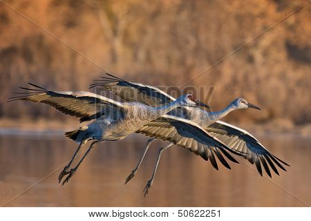 Sandhill Cranes Pair