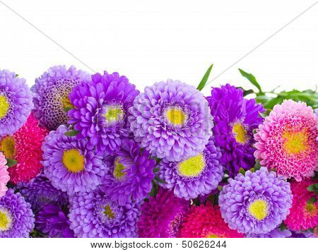aster flowers border