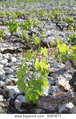 Primosten vinhedo