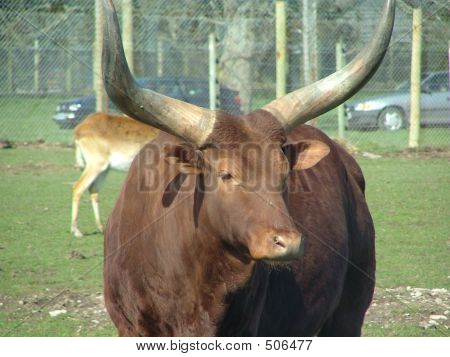 Highland kráva