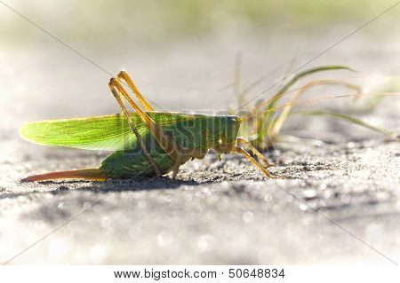 Green Grasshopper