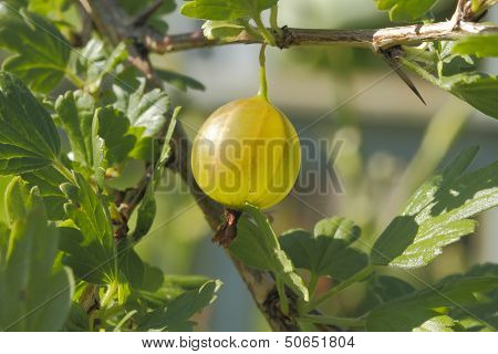 Gooseberry