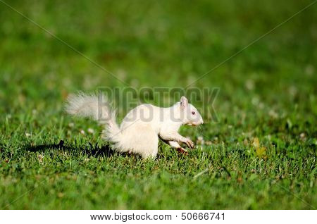 White Squirrel Jumping