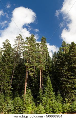 Pine Forest