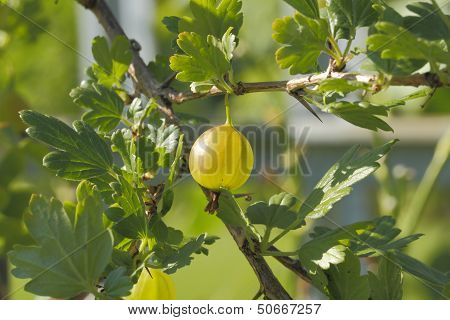 Gooseberry