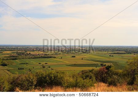 Cornfield