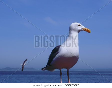 Pájaro se erige como otro vuela pájaro por el fondo
