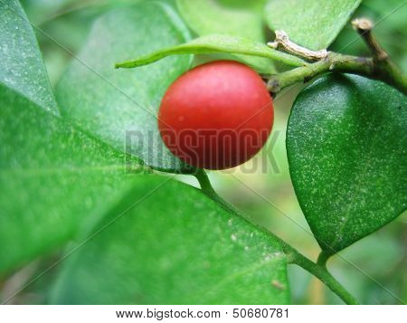 Red Orange Jessamine Fruit