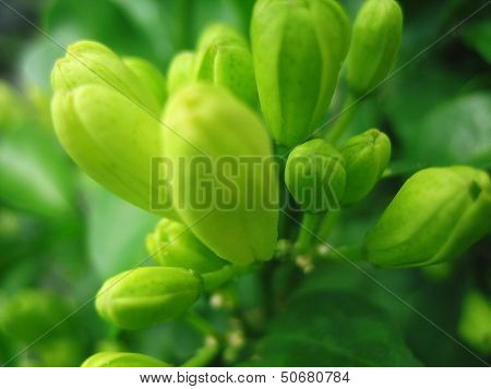 Orange Jessamine