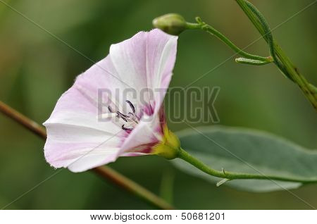 Field Bindweed