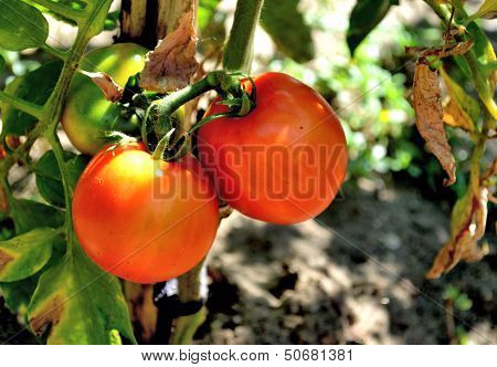 Ripe Tomatoes Close-up