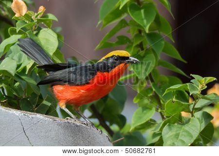 Yellow-crowned Gonolek