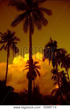 Coconutnut