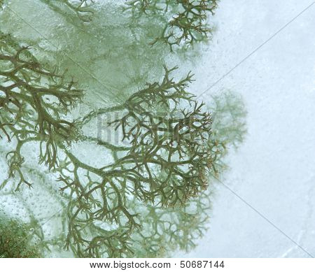 Icy Plants