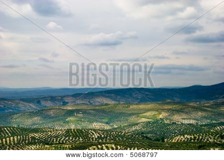 オリーブの木とスペインの風景です。