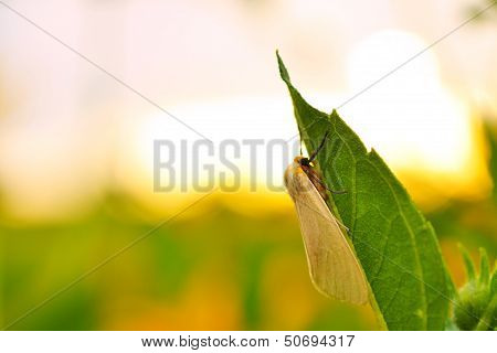 Insect On The Leaf.