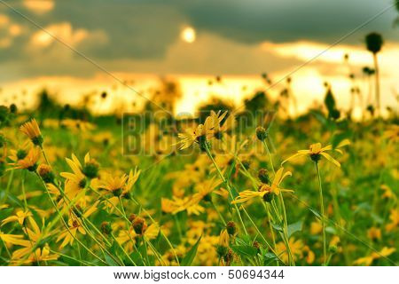 Jerusalem Artichokes Sunflower