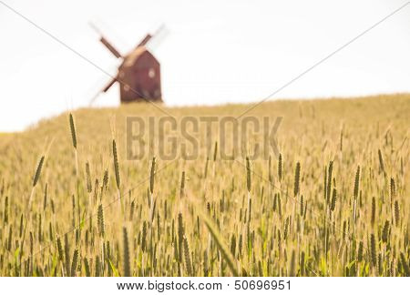 Grain Fields And Windmill