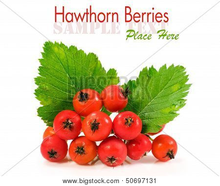 Hawthorn Berries Over White
