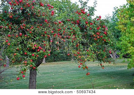 Red Apple Tree