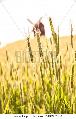 Grain Fields And Windmill