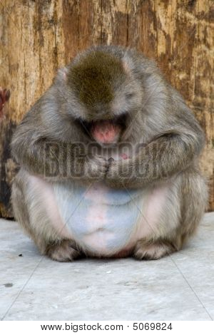 Macaca Fuscata szary japońska małpa