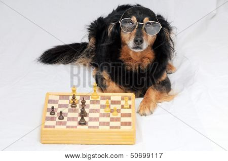 Smart Dog Playing Chess