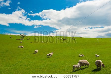 Common view in the New Zealand - hills covered by green grass with herds of sheep
