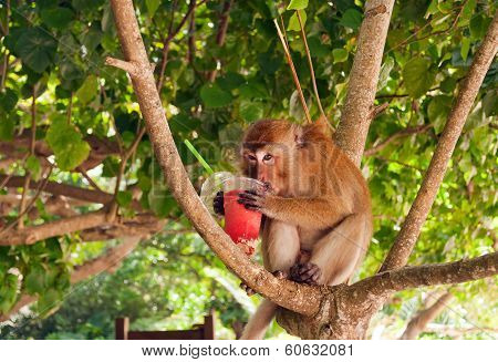 Monkey Eating Strawberry Shake On The Railay Beach.thailand