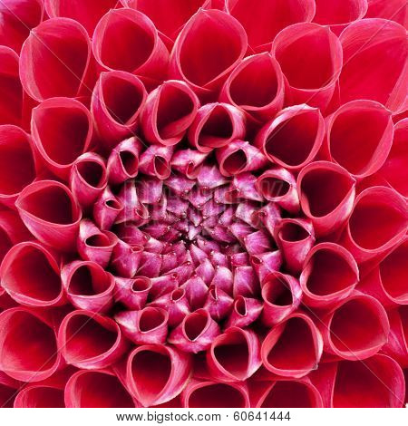 Firy Red Bulb Dahlia In Extreme Closeup