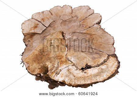 Big Sliced Tree Trunk Giving View Of Inner Texture, Isolated On Black