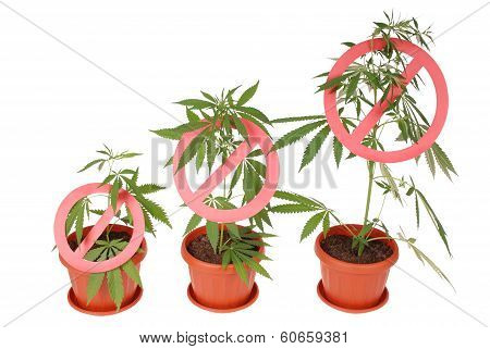 Hemp (cannabis) Drugs Interdiction