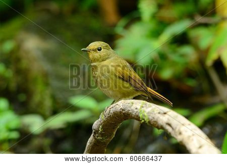 Female Rufous-bellied Niltava (niltava Sundara)
