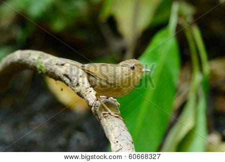 Buff-breasted Babbler