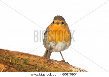 Robin (erithacus Rubecola)
