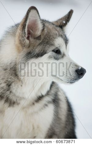 Dog ??husky Looks Off To The Side