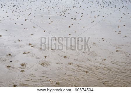 Wadden Sea Background