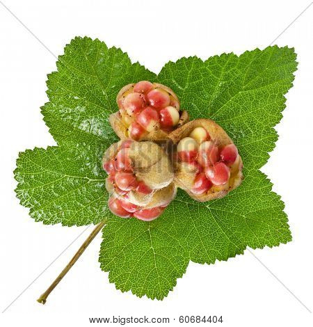 Fresh Cloudberry ( Rubus chamaemorus) close up isolated on white 