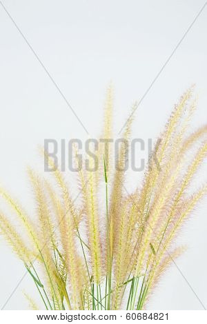 Grass Flower