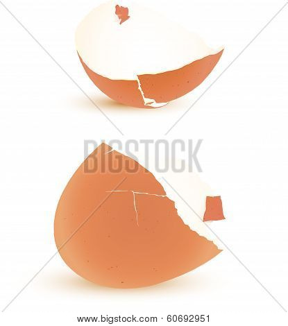 Eggshell Vector