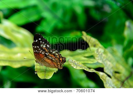 Red Peacock Butterfly In Nature