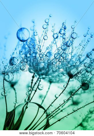 Abstract macro photo of plant seeds with water drops.