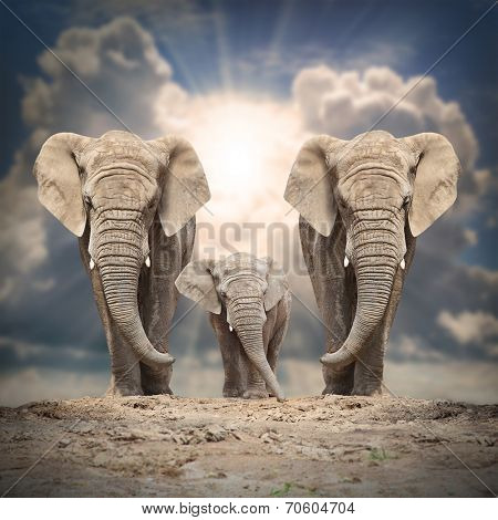 African elephant (Loxodonta africana) family on the road.