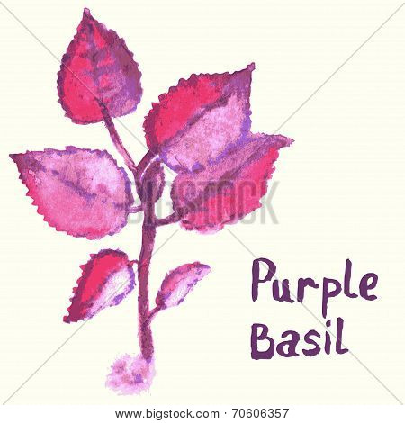 Watercolor painted purple basil plant.