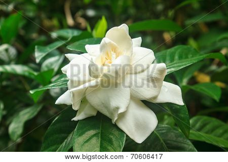 Beautiful Gardenia Jasminoides Flower On Tree