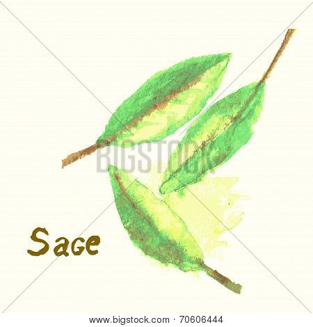 Watercolor painted sage plant.
