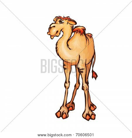 Vector illustration of camel in cartoon style